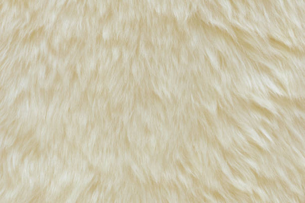 istock background and textured of real white cream wool sheep 1358228701