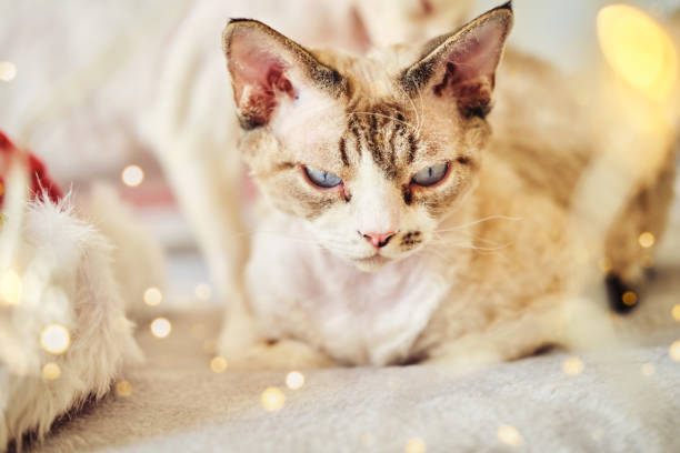 istock Exotic Sphynx Devon cat celebrates Christmas. Pet in New Year's decorations 1358228827