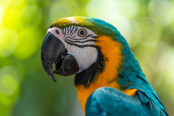 Blue and  yellow macaw on the nature