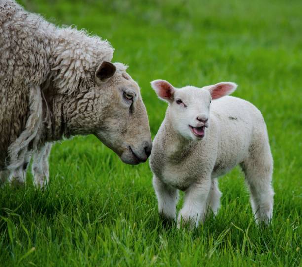 ewe and lamb sheep with her lamb in a field ewe stock pictures, royalty-free photos & images