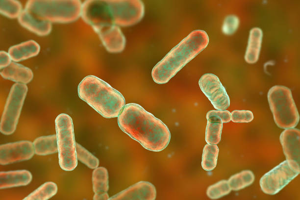 Bacteria Bacteroides fragilis Scientific image of bacteria Bacteroides fragilis and other Bacteroides, Gram-negative anaerobic bacterium, one of the major components of normal microbiome of human intestine, 3D illustration protozoan stock pictures, royalty-free photos & images