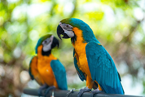 Pair of macaws perching on a branch