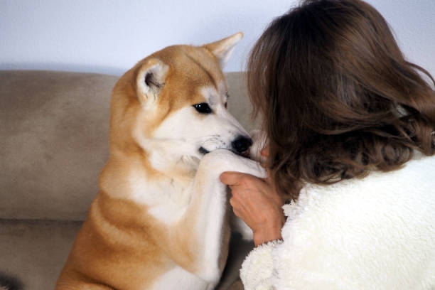 istock Akita Inu dog and its owner 1358230074