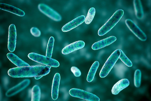 박테리아 citrobacter, 엔테로박테리아 의 가족에서 그램 음성 대장균 박테리아, 3d 일러스트 - fecal coliform bacteria 뉴스 사진 이미지
