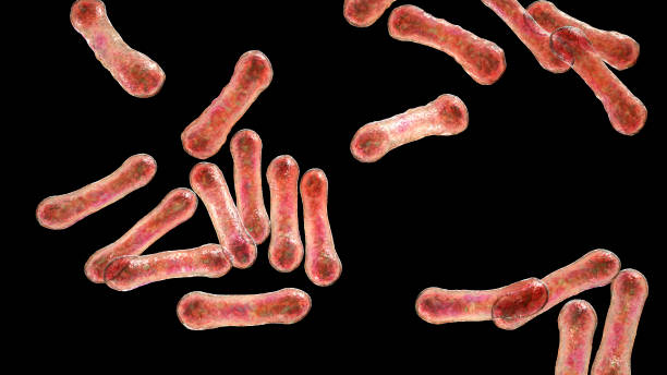 corynebacterium-bakterien, grampositives stäbchenförmiges bakterium, das diphtherie verursacht - endokarditis stock-fotos und bilder