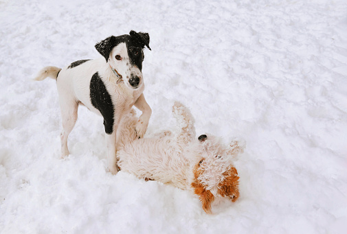 Two small dogs playing in the snow minimalistic background horizontal