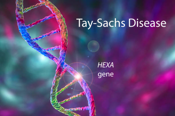 Tay-Sachs disease, 3D illustration Tay-Sachs disease, 3D illustration. A genetic disorder that progressively destroys brain neurons, is caused by a genetic mutation in the HEXA gene leading to deficiency of hexosaminidase A enzyme endangered species stock pictures, royalty-free photos & images