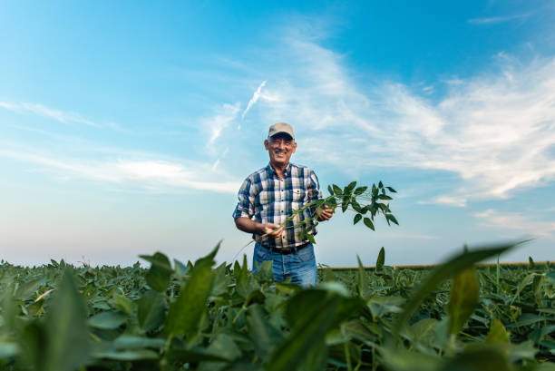 istock Senior farmer standing in soybean field. 1358232006
