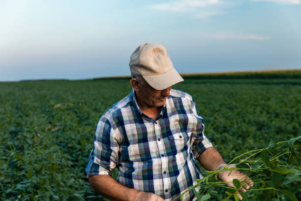 istock Senior farmer standing in soybean field examining crop. 1358232100