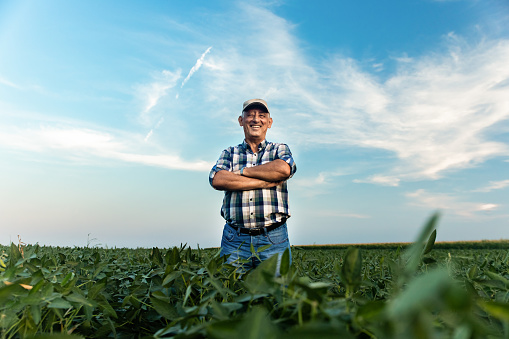 Senior farmer standing in soybean field looking at camera.