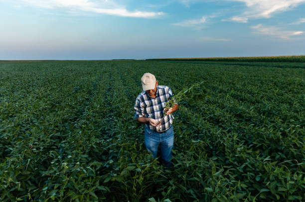 istock Senior farmer standing in soybean field examining crop. 1358232217