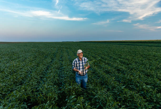 istock Senior farmer standing in soybean field examining crop. 1358232403