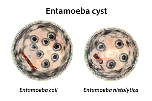 Cysts of Entamoeba protozoan, 3D illustration. Entamoeba coli and E. histolityca