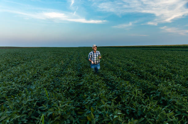 istock Senior farmer standing in soybean field examining crop. 1358232573