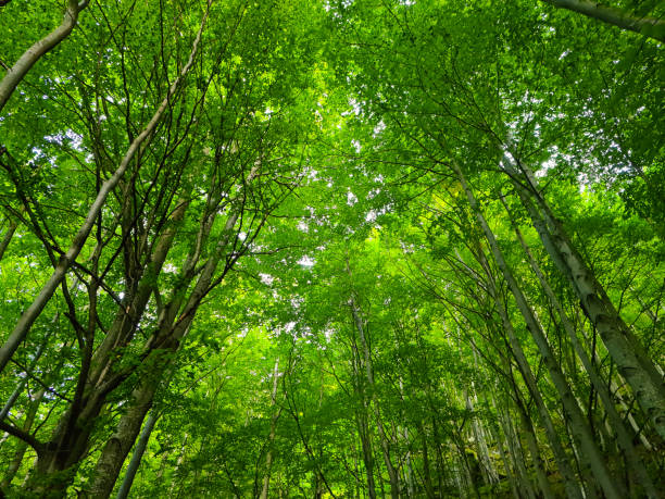 istock bright green in a wonderful mid-mountain forest, trees. magical setting 1358233648
