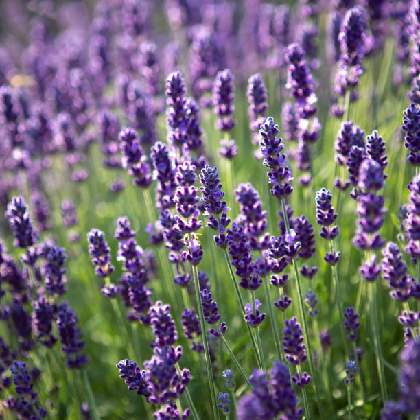 istock closeup of Lavender flower field at sunset rays 1358233871