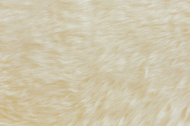 istock background and textured of real white cream wool sheep 1358234158