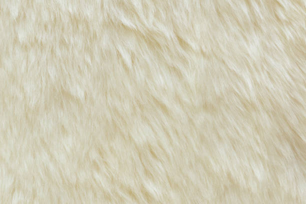 istock background and textured of real white cream wool sheep 1358234459