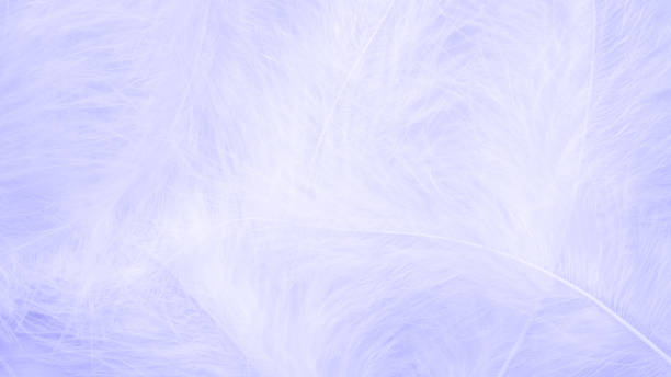istock abstract background of feathers 1358235152