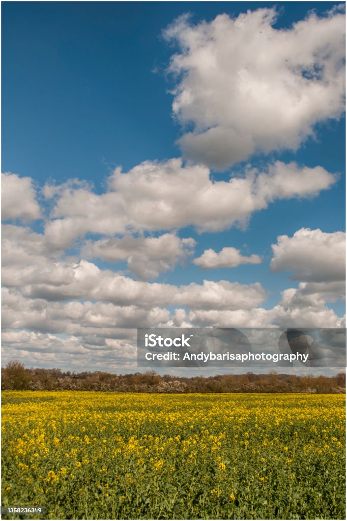 yellow field with lots of clouds field full of yellow raps and cloudy sky obove Springtime Stock Photo