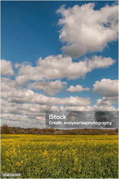 Yellow Field With Lots Of Clouds Stock Photo - Download Image Now - Springtime, England, Farm