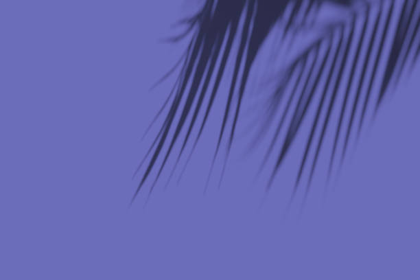istock Shadow of palm leaf on white background. Abstract tropical concept. Shadow overlay. Copy space. 1358237675