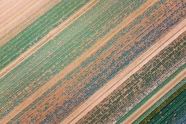istock Vegetable, salad plantation - aerial view 1358238584