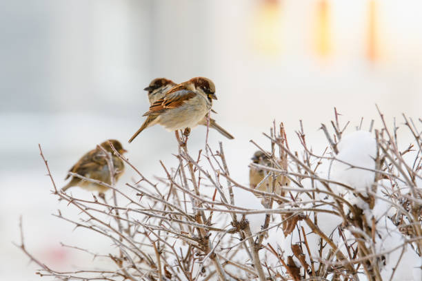 varios gorriones se sientan en las ramas en heladas severas en invierno. - beak biology bird multi colored fotografías e imágenes de stock