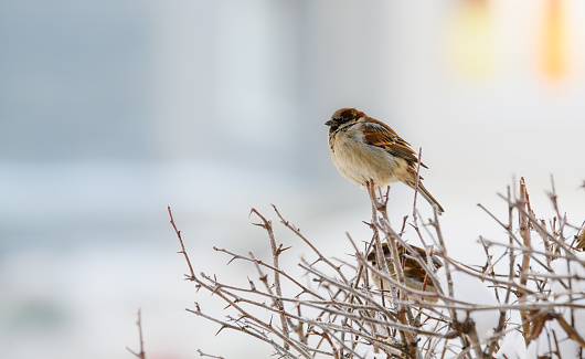 Little sparrow on a frosty day on a branch. On the left is an empty free space.