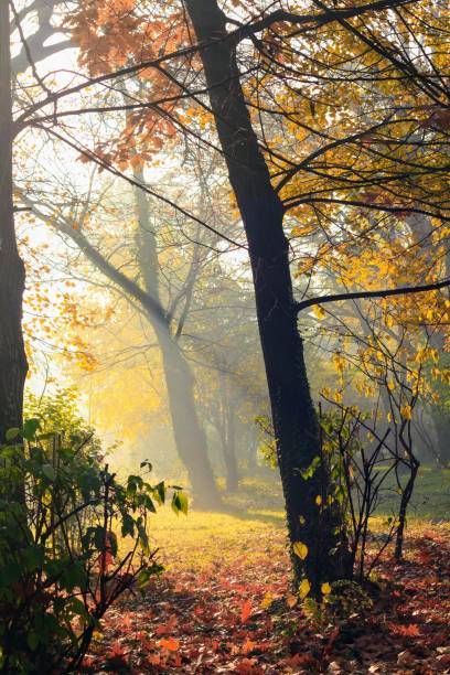 istock autumn in the forest 1358242729