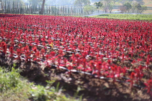 Photo of cockscomb flower field