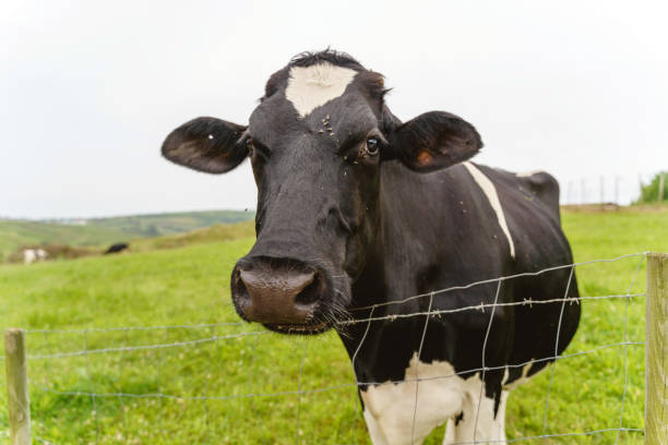 istock Front view of a cow on a green meadow eating grazing. 1358247235