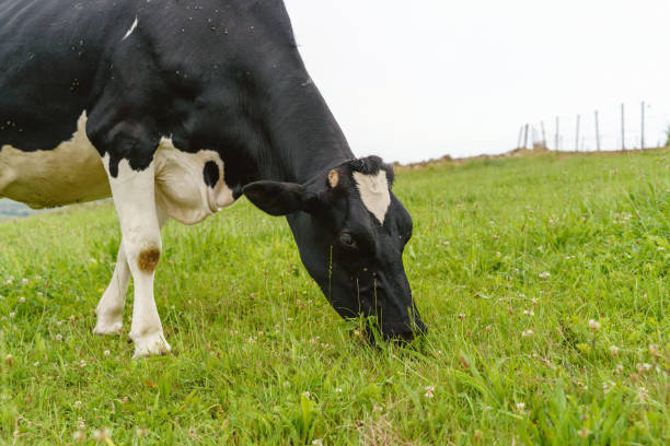 istock Side view of a cow on a green meadow eating grazing. 1358247238