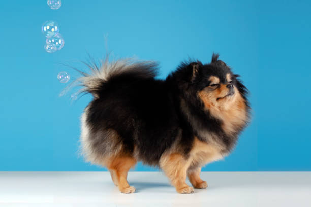 Pomeranian spitz dog fart. Gas and indigestion. Wrong dog food, the cause of poisoning, diseases and constipation. Pets diet. stock photo