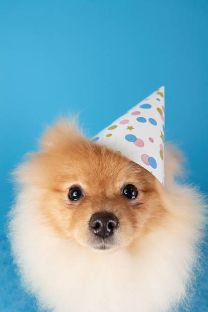 istock Pomeranian spitz dog with celebration hat wide angle 1358248301