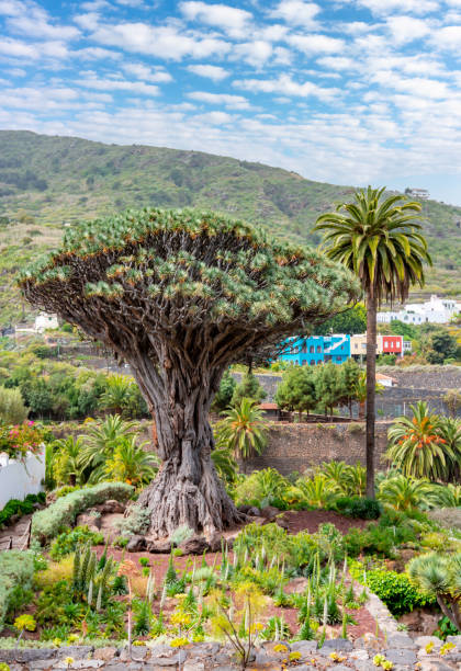 istock Canary Islands dragon tree, Icod de los Vinos, Tenerife, Spain 1358250507