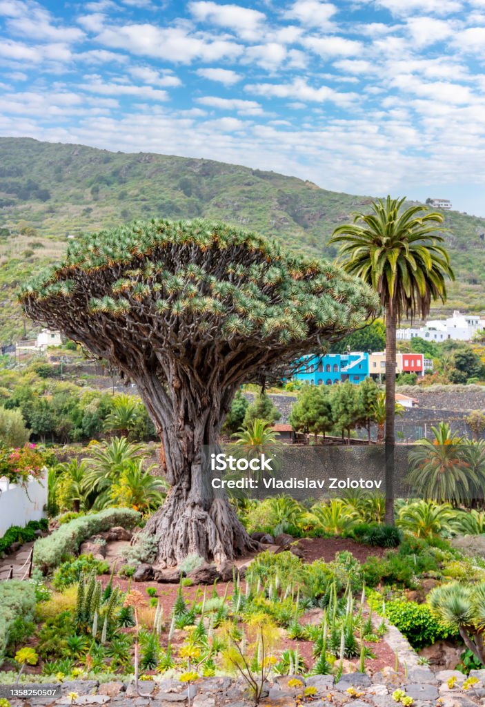 Canary Islands dragon tree, Icod de los Vinos, Tenerife, Spain Large Stock Photo