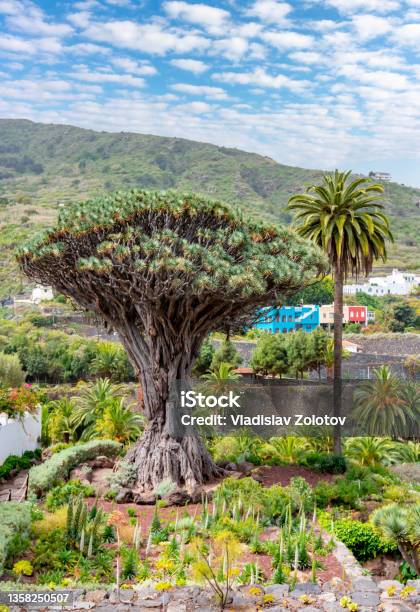 Canary Islands Dragon Tree Icod De Los Vinos Tenerife Spain Stock Photo - Download Image Now