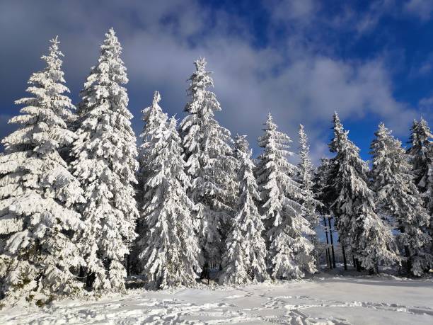 istock Winter wonderland trees in Poland 1358251004