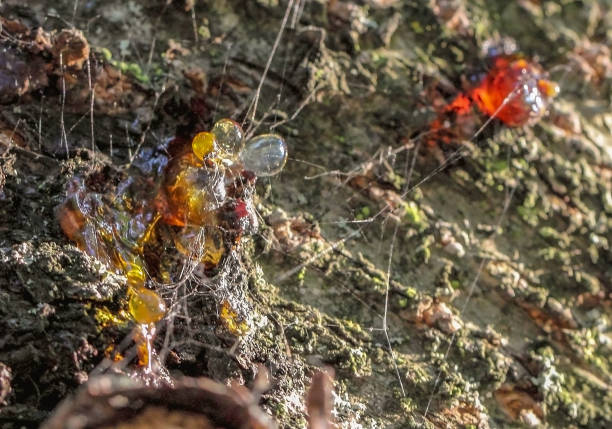 istock Resin with many of its threads on the cherry tree 1358251083