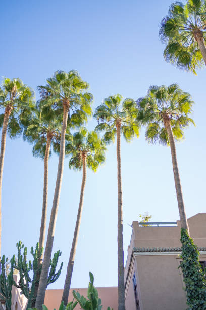 istock View through lush foliage to sky and buildings 1358251869
