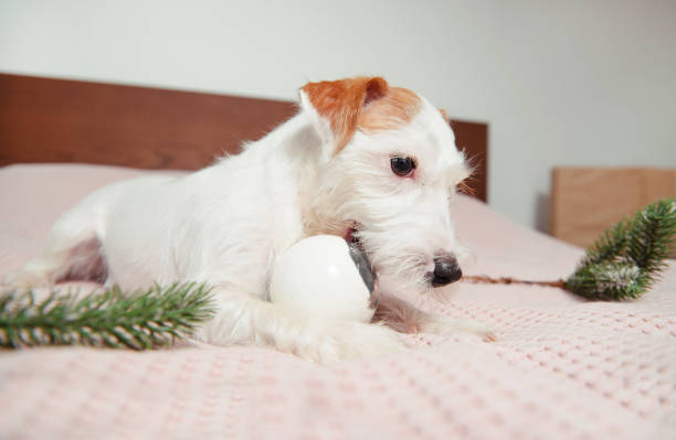 istock Jack Russell Terrier with silver bouble on white pink bed touch 1358252192