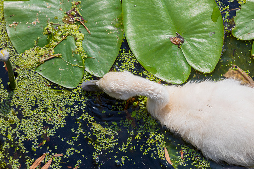 young swan in a ditch with duckweed and water plants