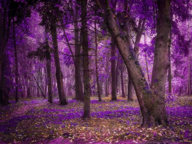 istock Fantasy woods In the morning. Ethereal atmosphere. 1358253375