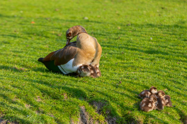 duck with young ones on a lawn