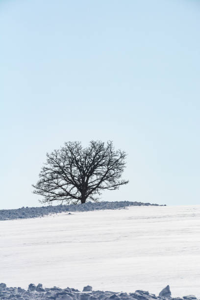 istock Grove standing on a snowy hill on a sunny day 1358253915