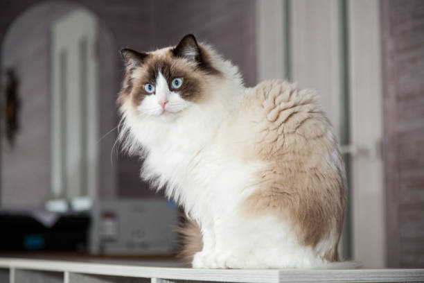 istock Young beautiful purebred Ragdoll cat at home 1358254110