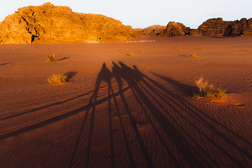 Shadow of the camels in the endless red sands and the surreal rock formations in the desert of Jordan