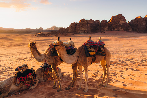 Scenic view of camels with view of the red sands and the rock formations during bright sunset in Jordan