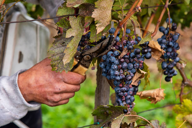 istock Grapes Harvesting and Picking Up. Grape harvesting for wine making storytelling 1358255522